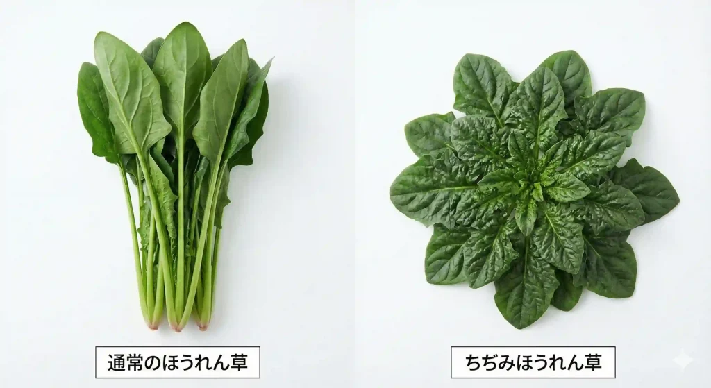 通常のほうれん草とちぢみほうれん草を並べて比較している写真。ちぢみほうれん草は葉が肉厚で縮れている。