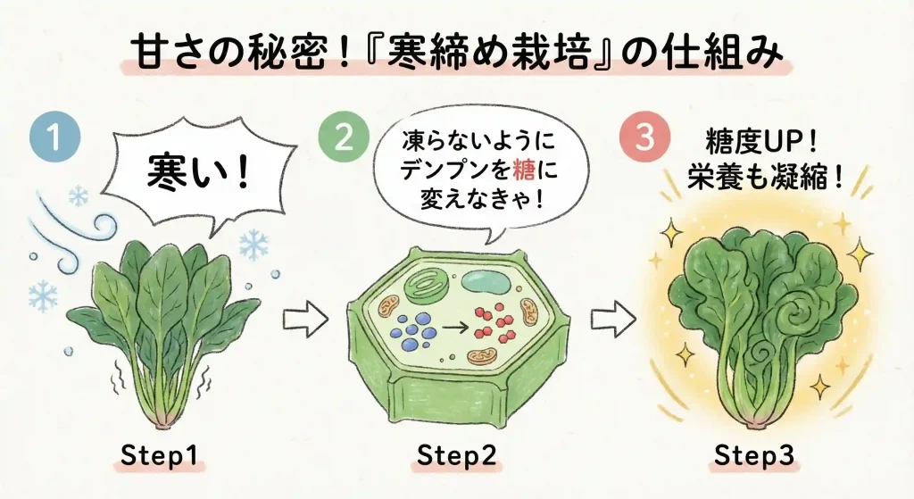 ちぢみほうれん草が甘くなる仕組みの図解。寒さに当たることで、ほうれん草が凍結を防ぐために糖分を増やし、結果として甘くなる様子が描かれている。